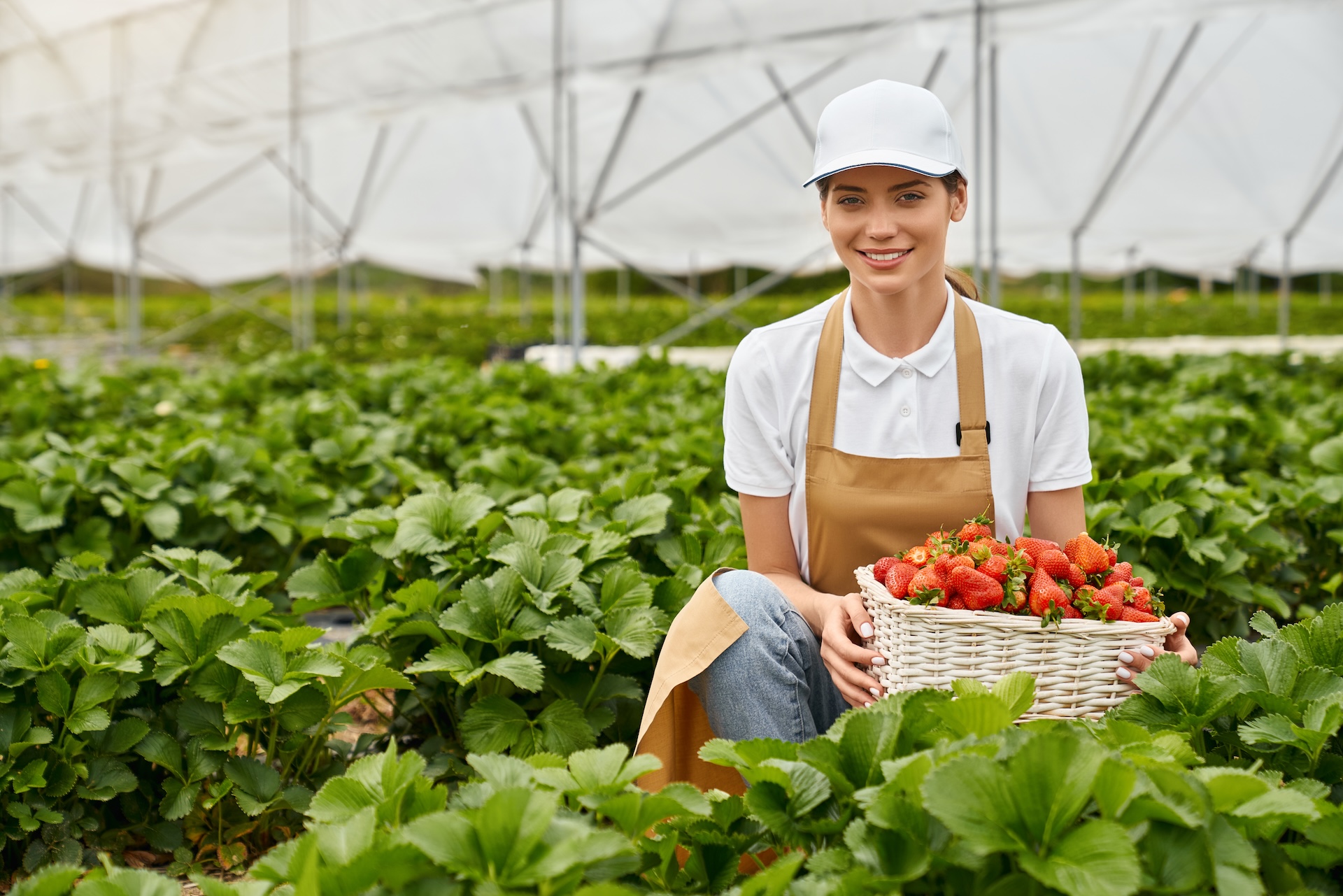 Happy woman farmer smiling and holding fresh strawberry.